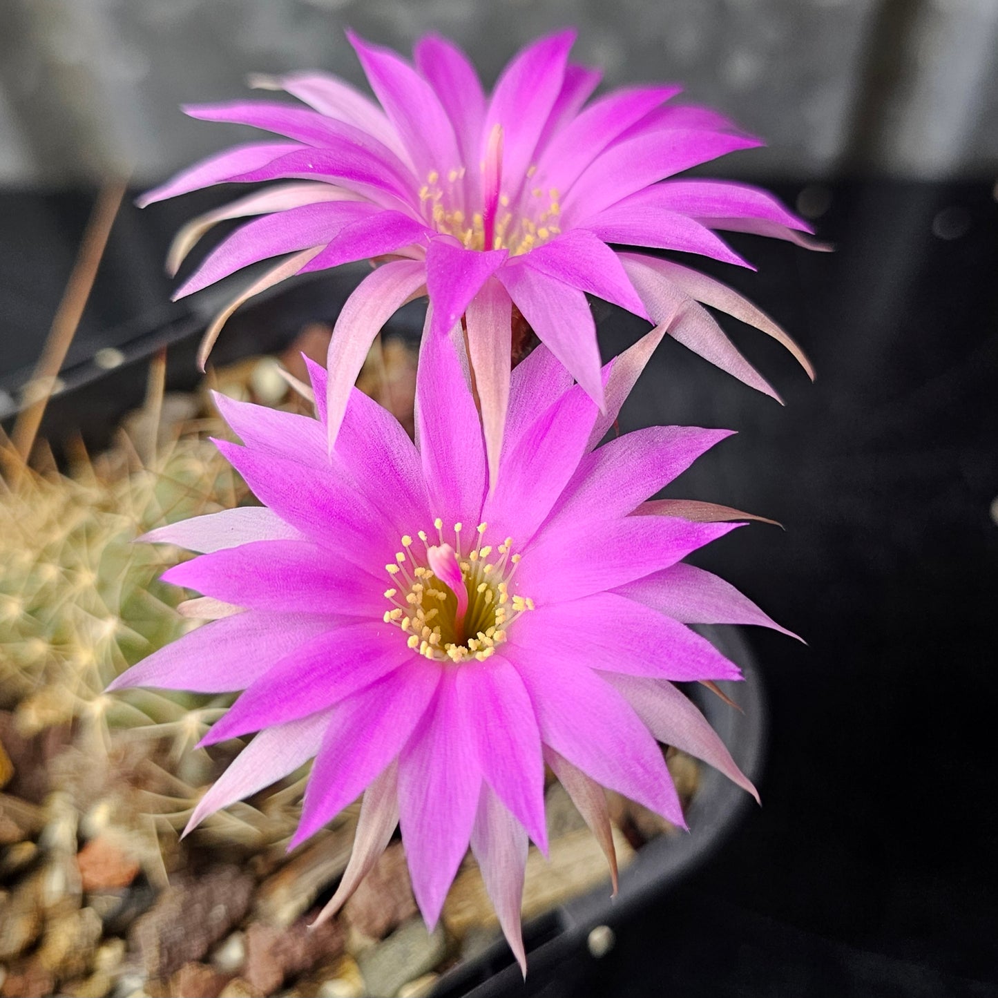 Lobivia wrightiana
