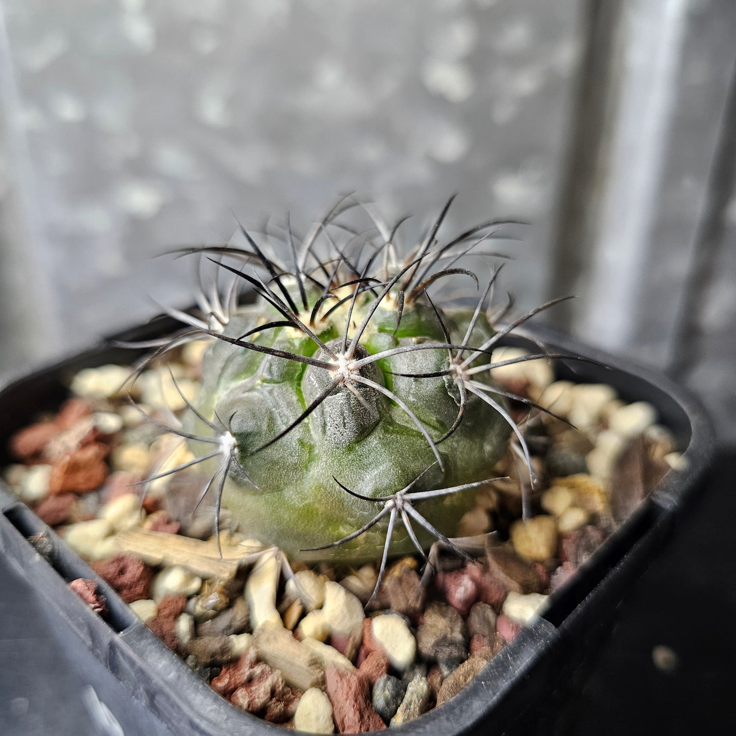 Copiapoa corralensis