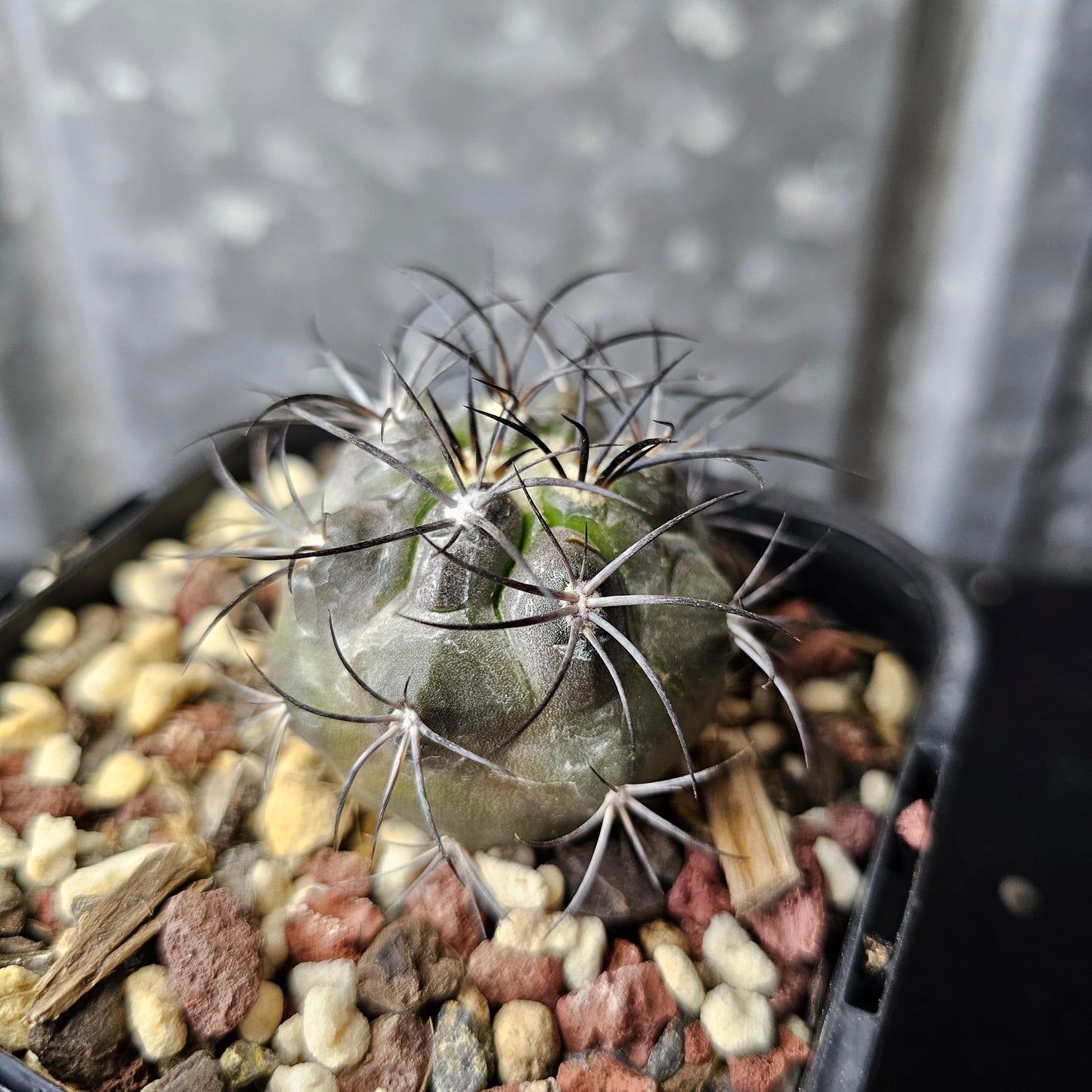 Copiapoa corralensis