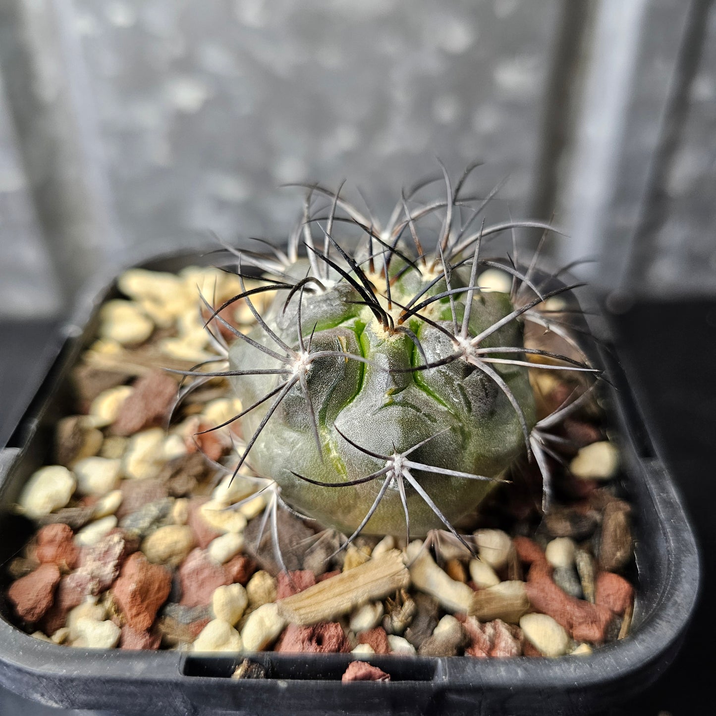 Copiapoa corralensis