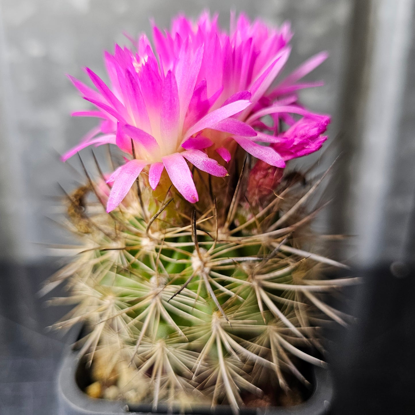 Neoporteria nidus