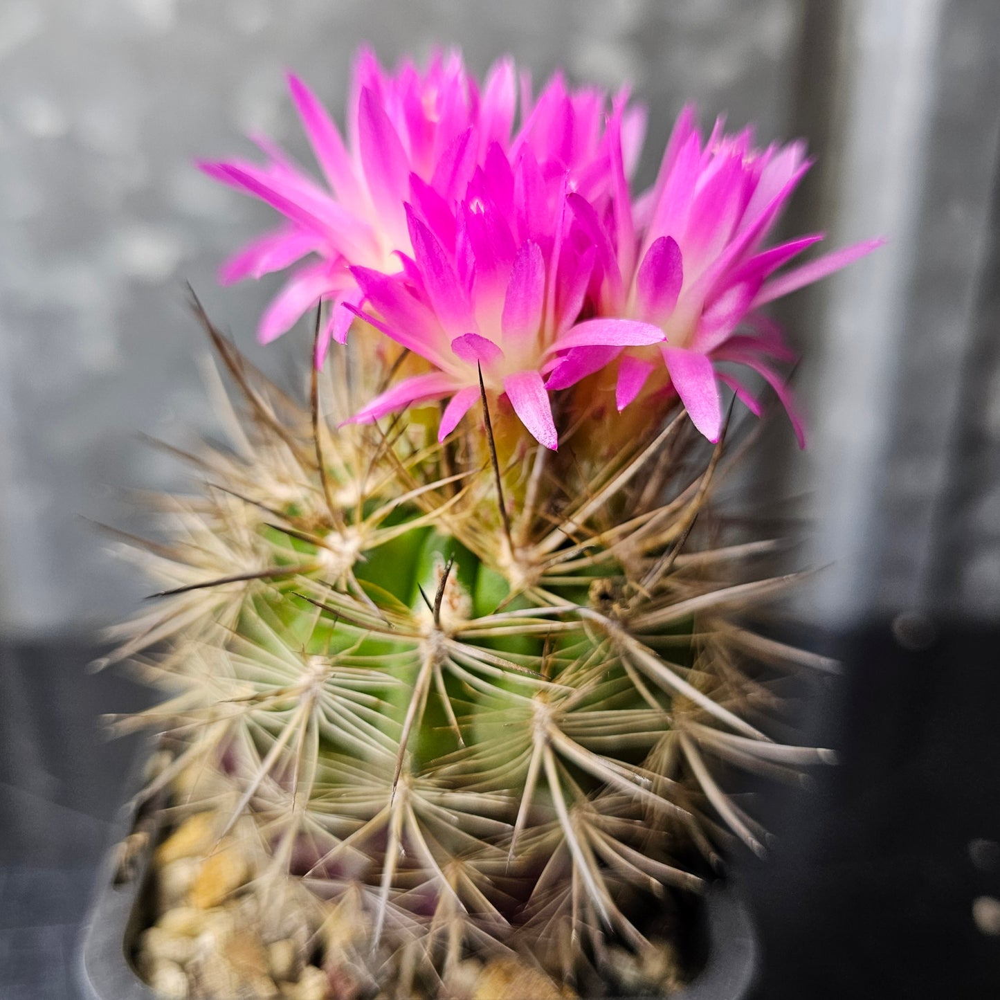 Neoporteria nidus