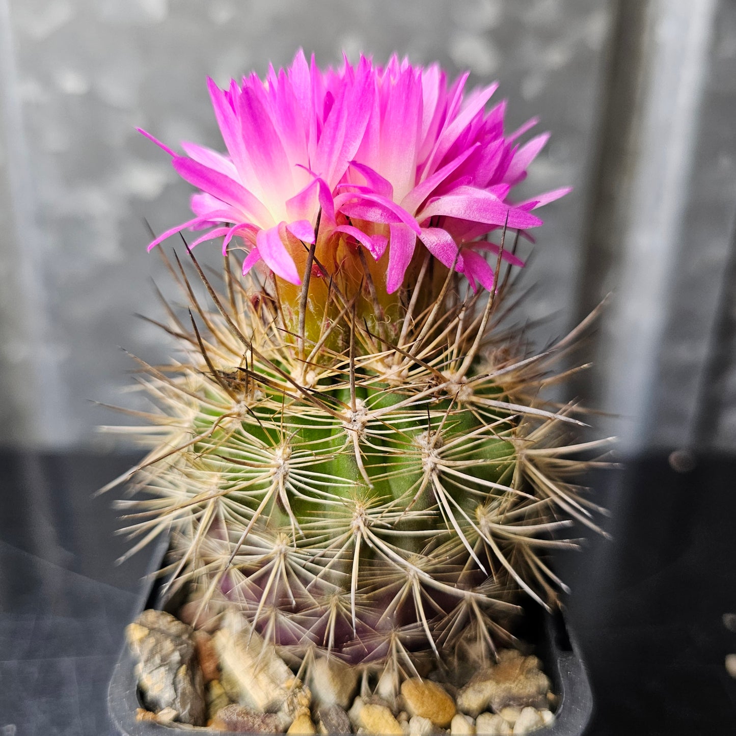 Neoporteria nidus