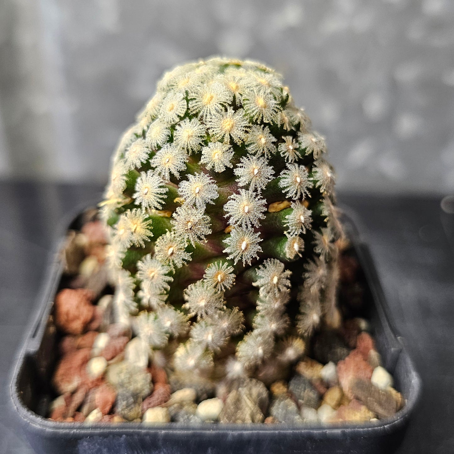 Mammillaria theresae