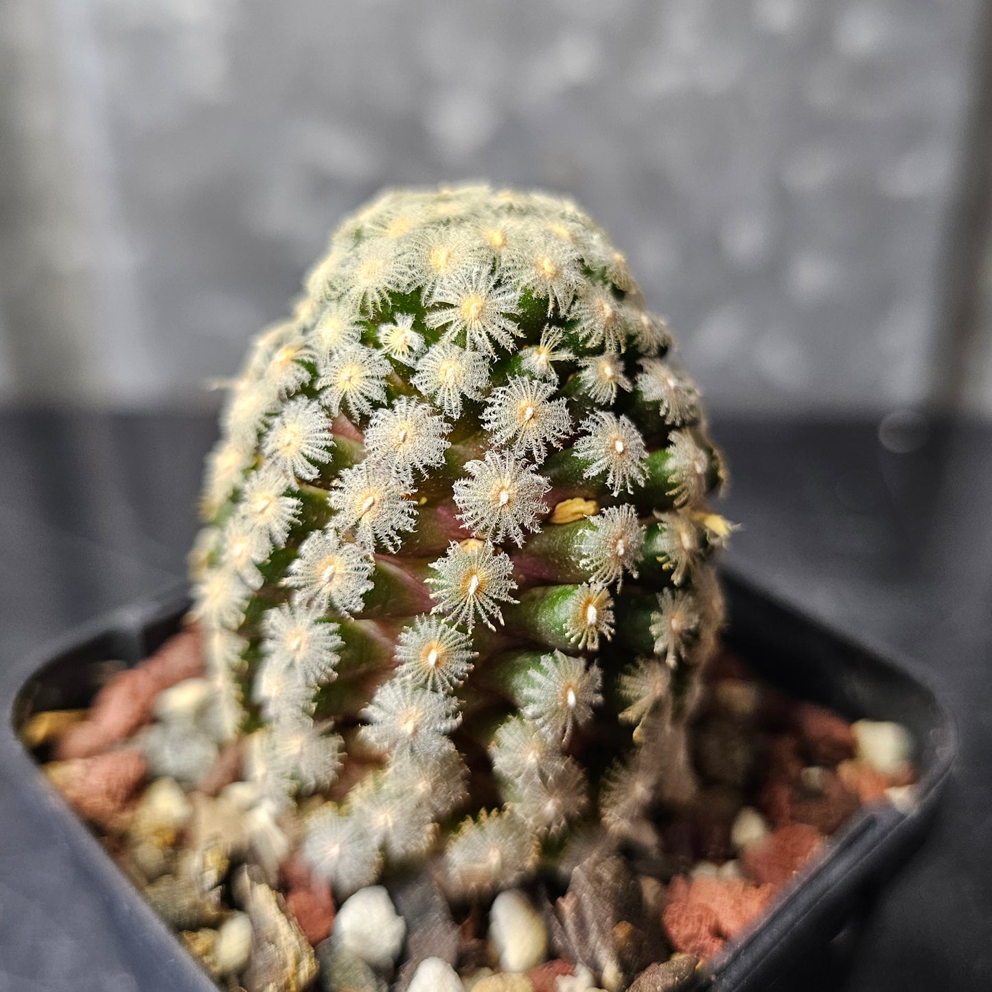 Mammillaria theresae