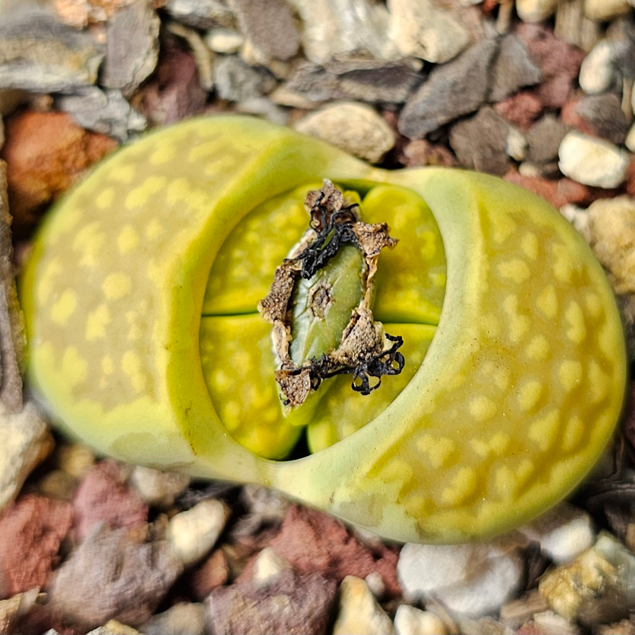 Mixed Lithops – 4 Pack