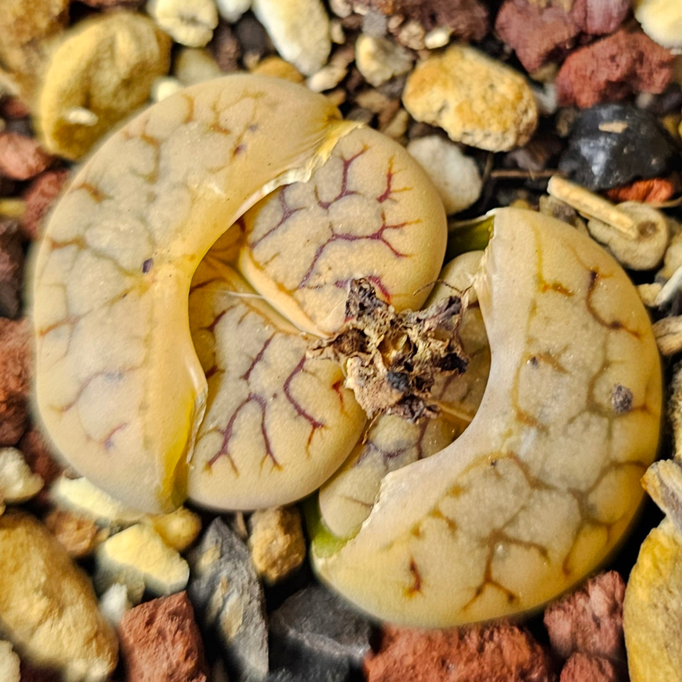 Mixed Lithops – 4 Pack