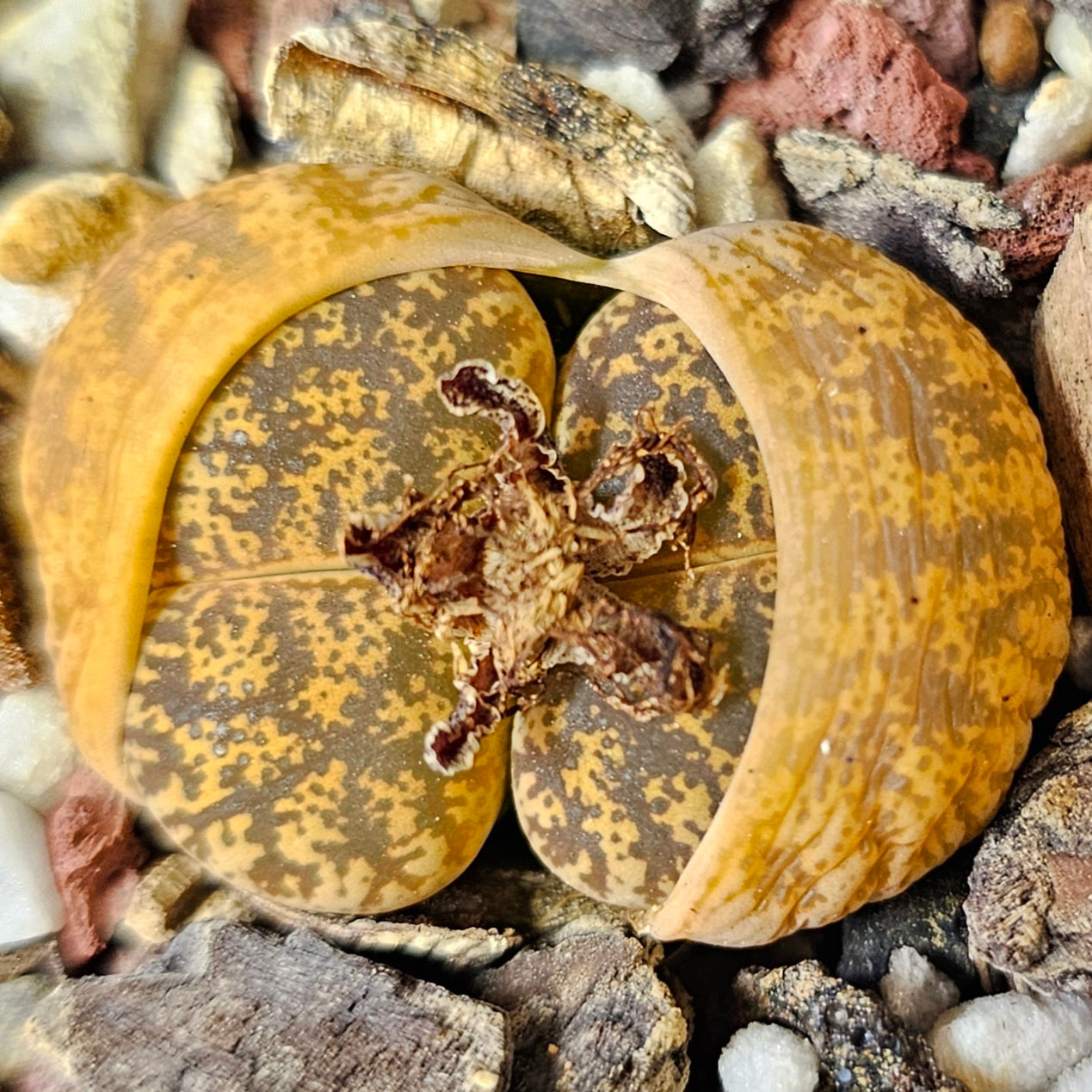 Mixed Lithops – 4 Pack