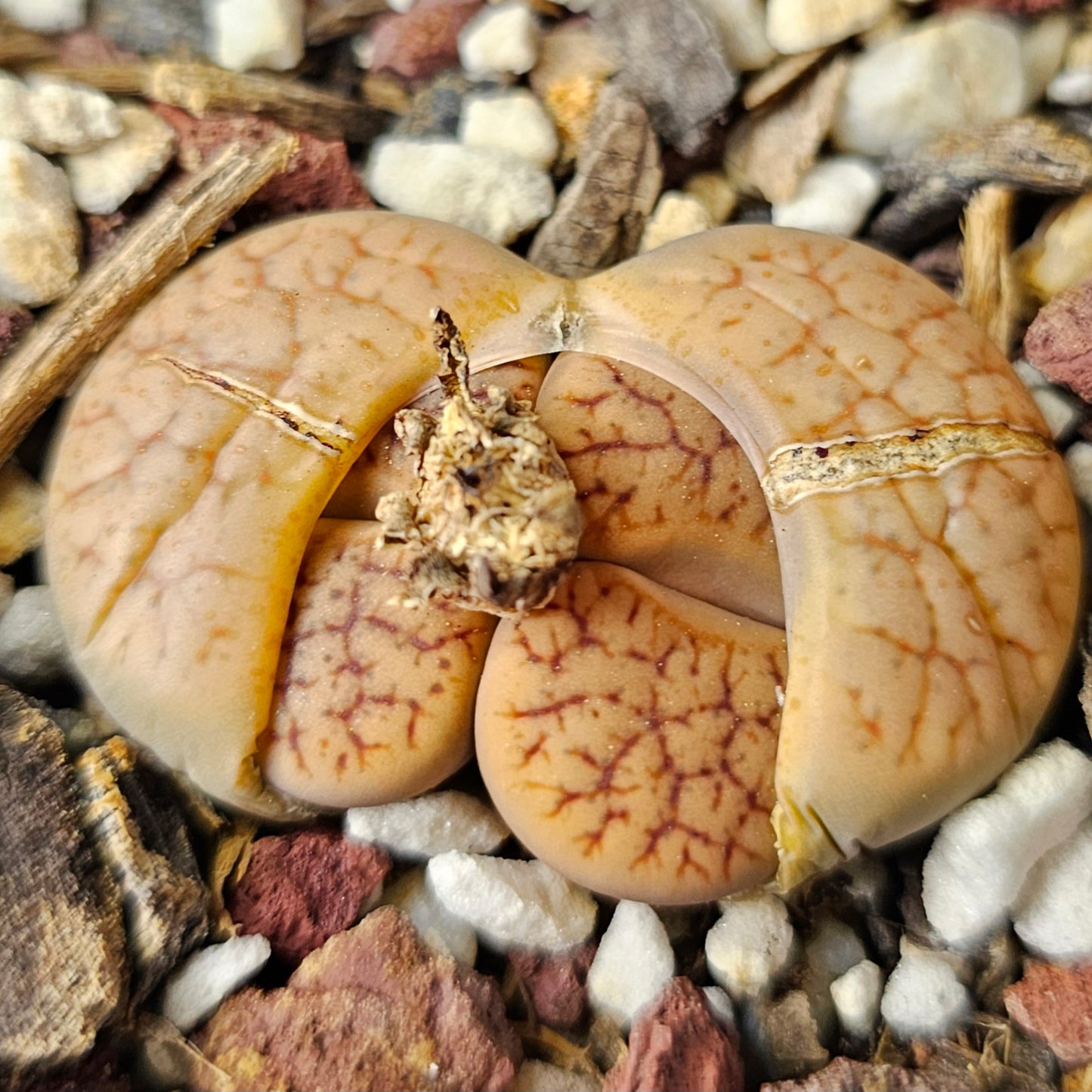 Lithops Variety Pack – 4 Plants