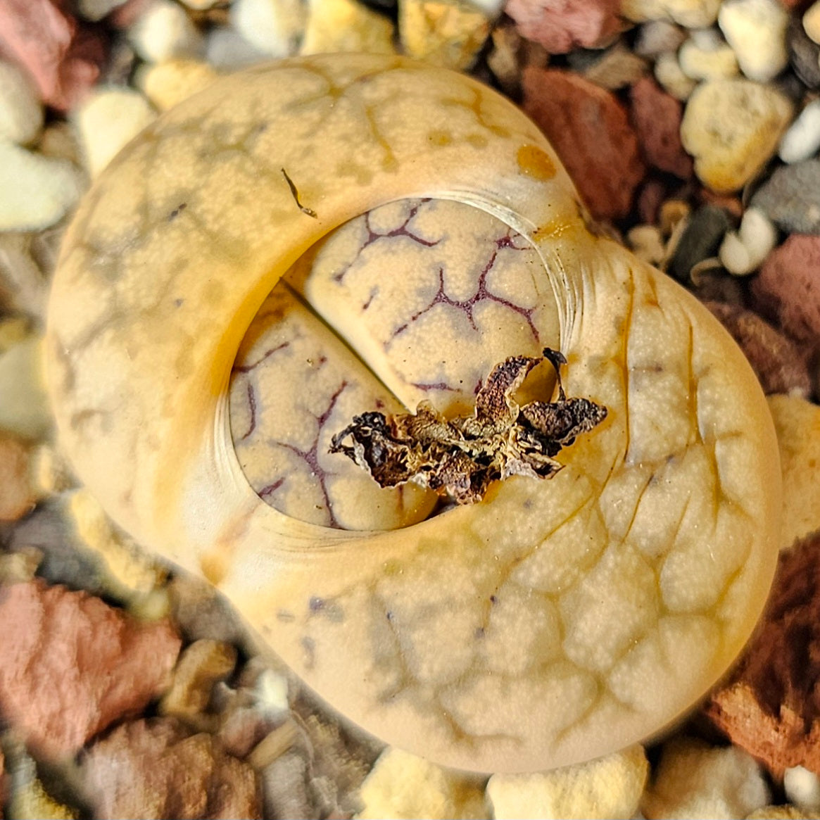Lithops Variety Pack – 4 Plants