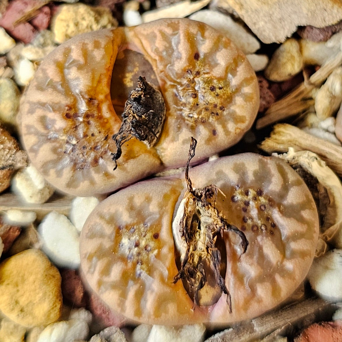 Lithops Variety Pack – 4 Plants