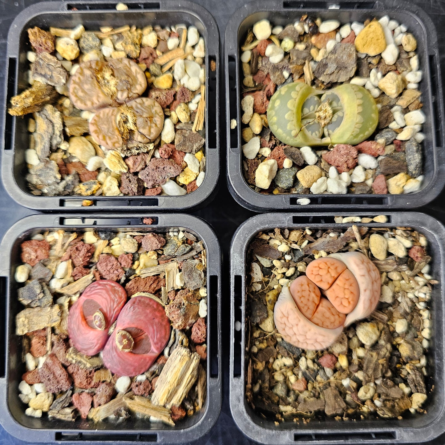 Living Stones – 4 Mixed Lithops
