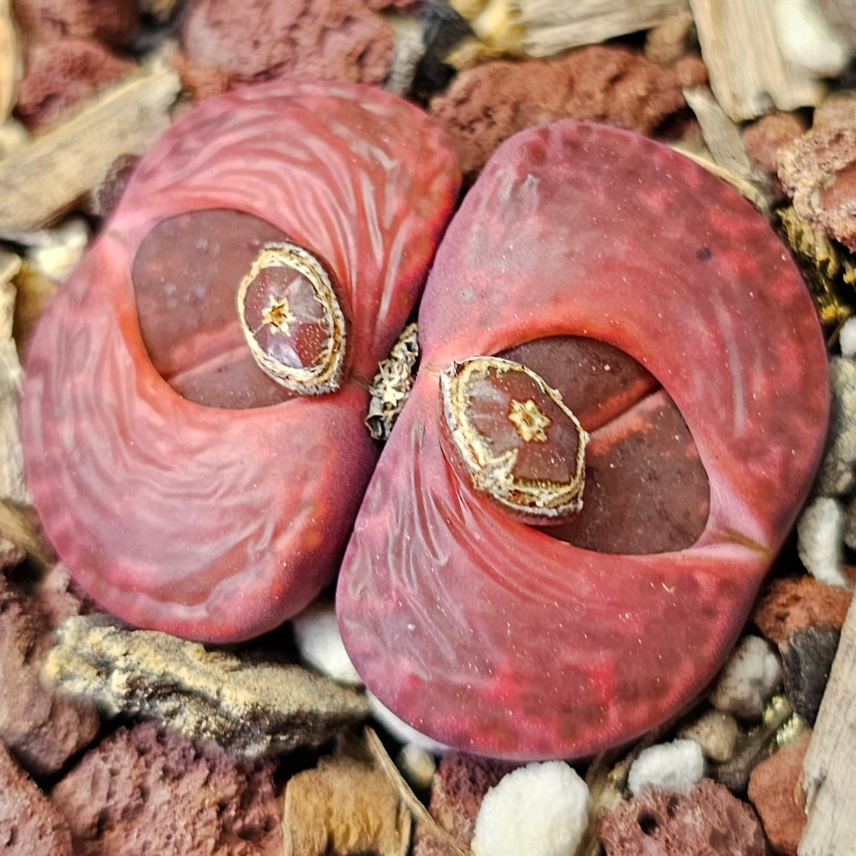 Living Stones – 4 Mixed Lithops