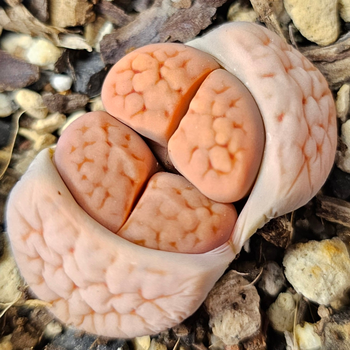 Living Stones – 4 Mixed Lithops