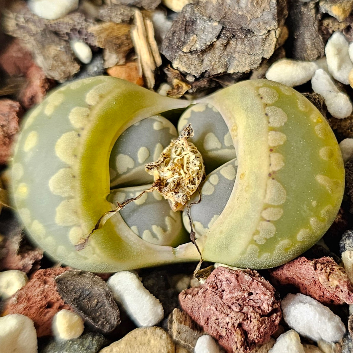 Living Stones – 4 Mixed Lithops