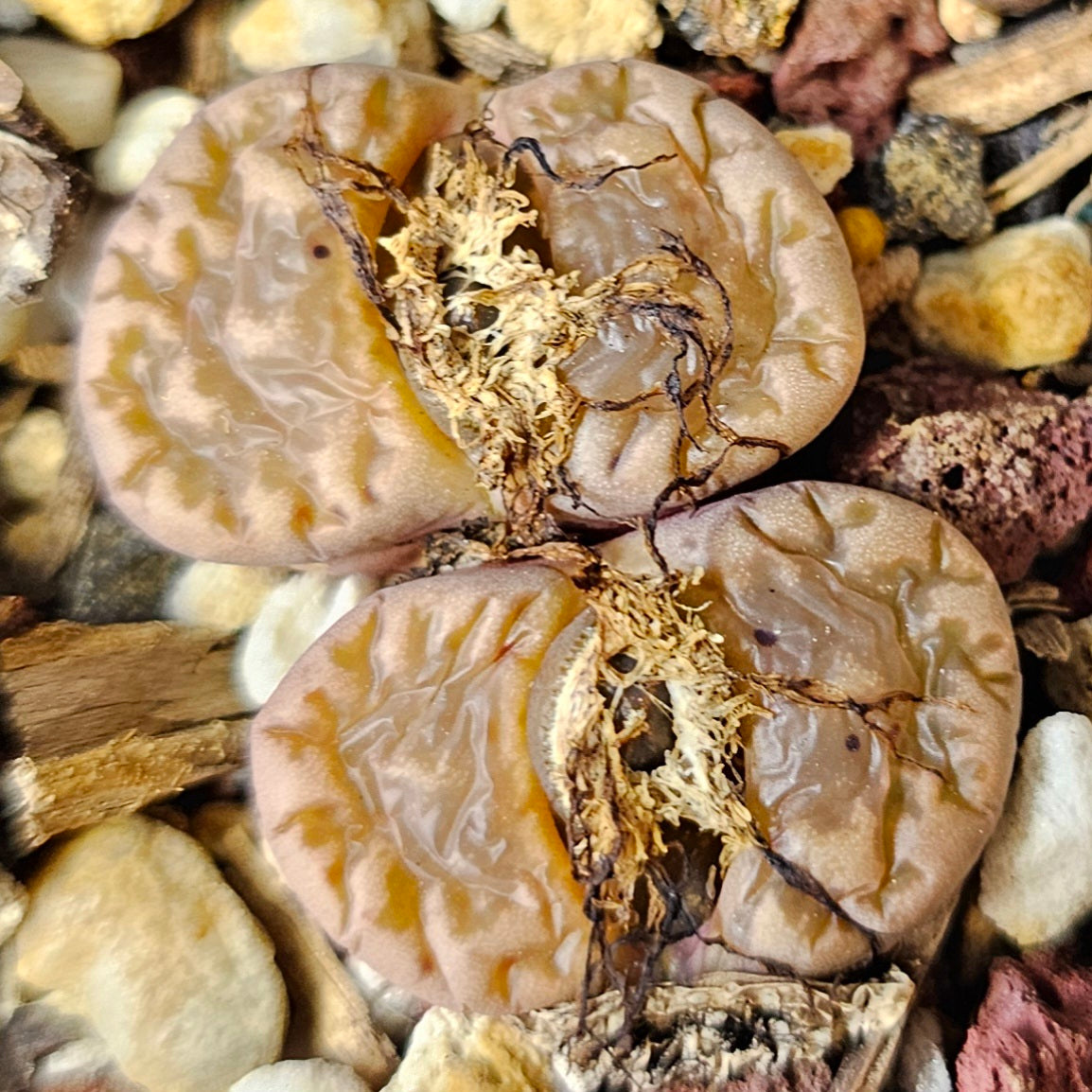 Living Stones – 4 Mixed Lithops