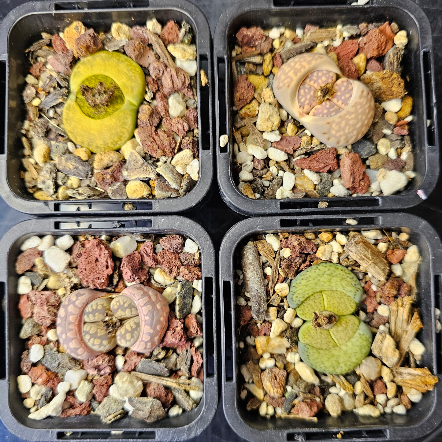 Lithops Mix – 4 Seed-Grown
