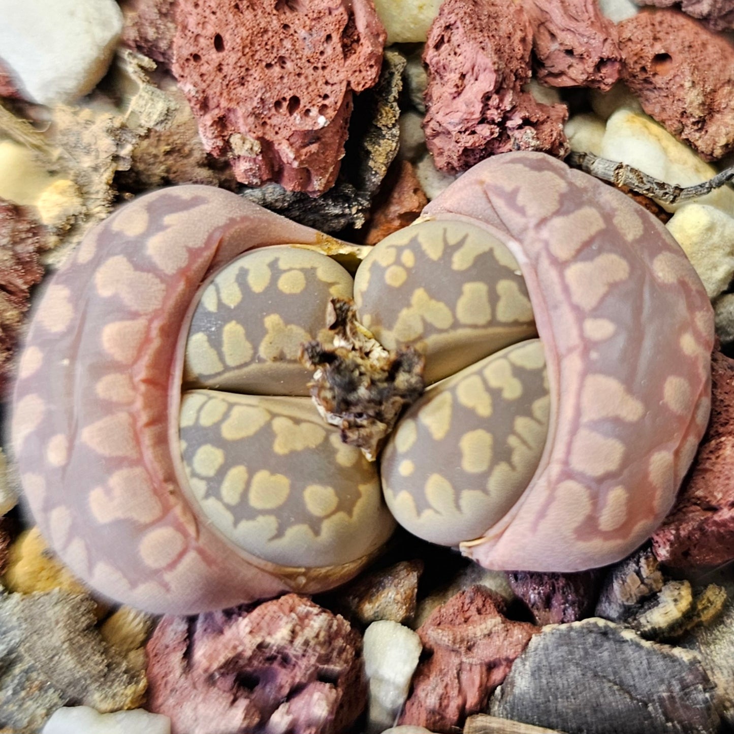 Lithops Mix – 4 Seed-Grown