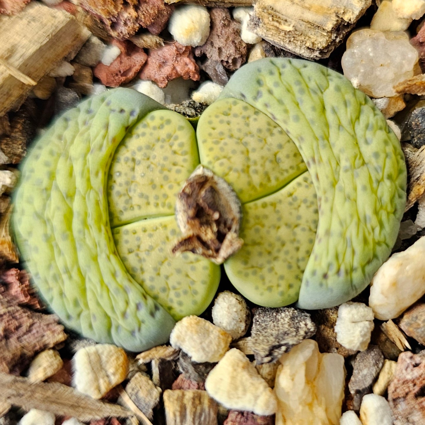 Lithops Mix – 4 Seed-Grown