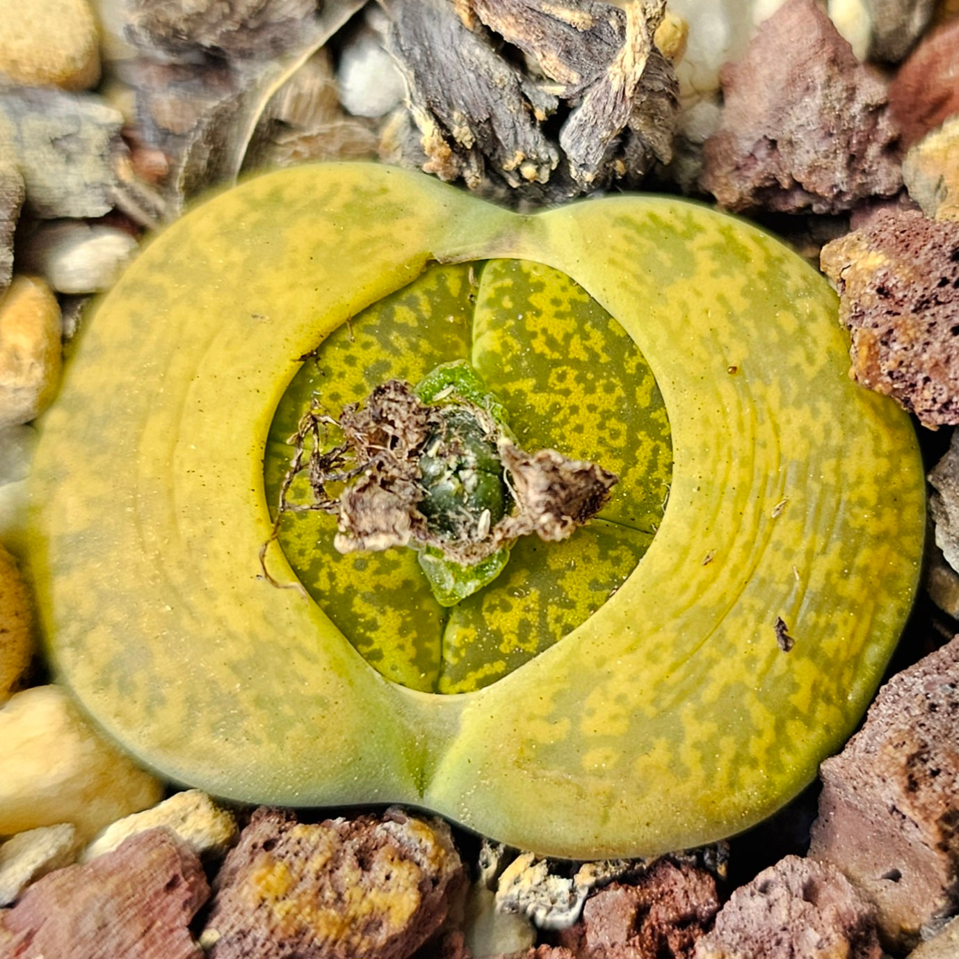 Lithops Mix – 4 Seed-Grown