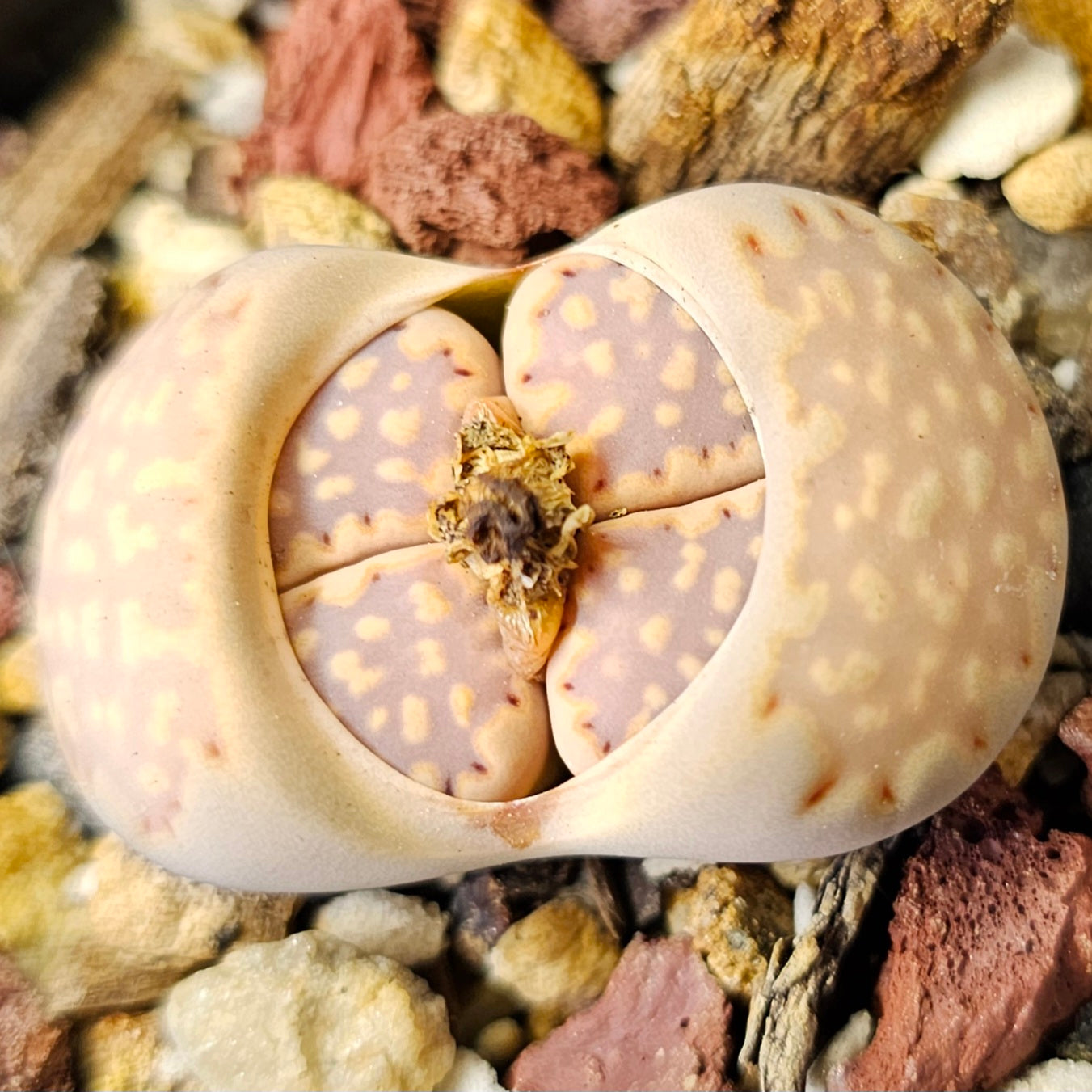 Lithops Mix – 4 Seed-Grown