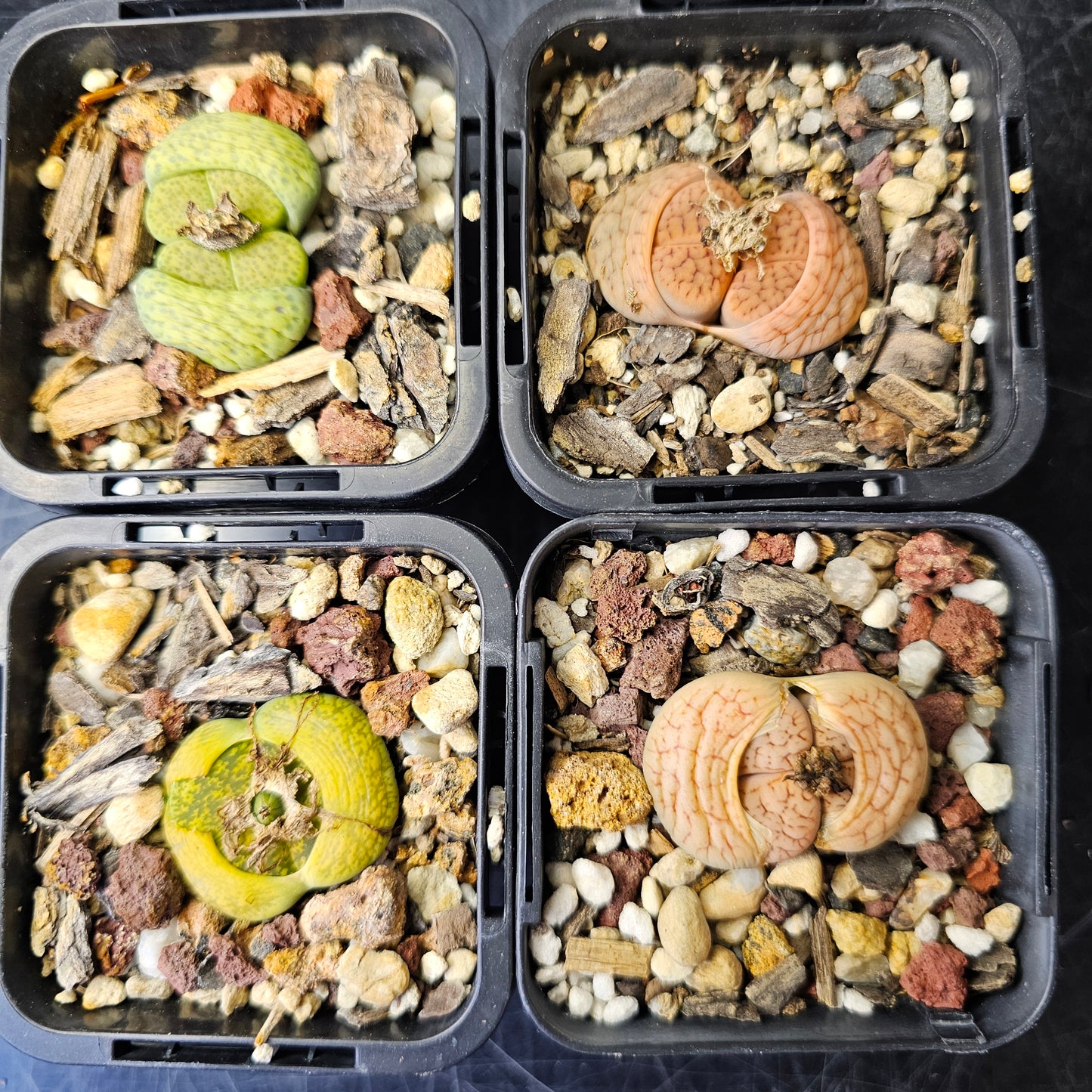 Assorted Lithops – 4 Living Stones