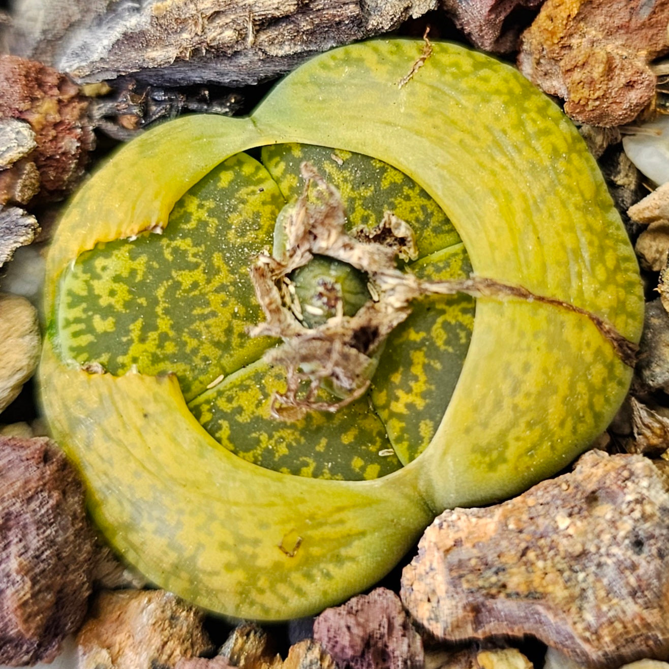 Assorted Lithops – 4 Living Stones