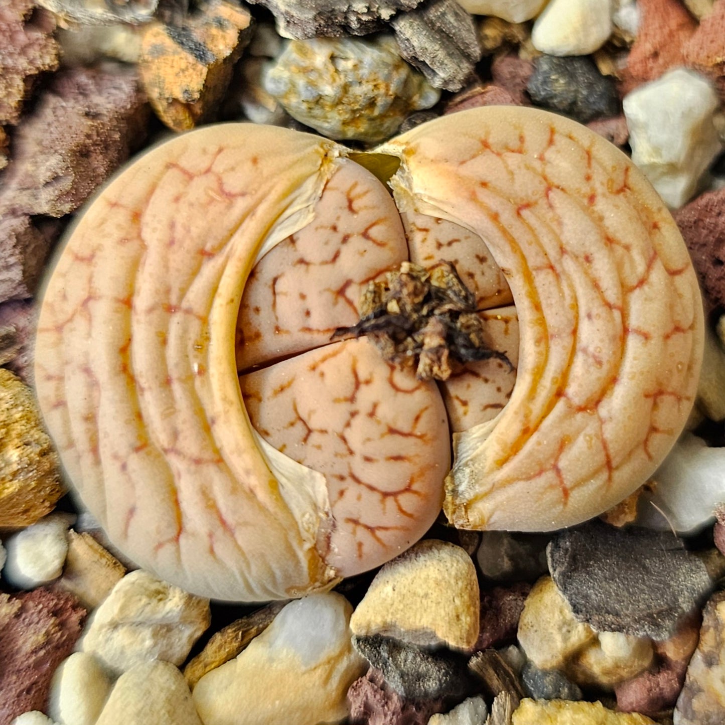 Assorted Lithops – 4 Living Stones