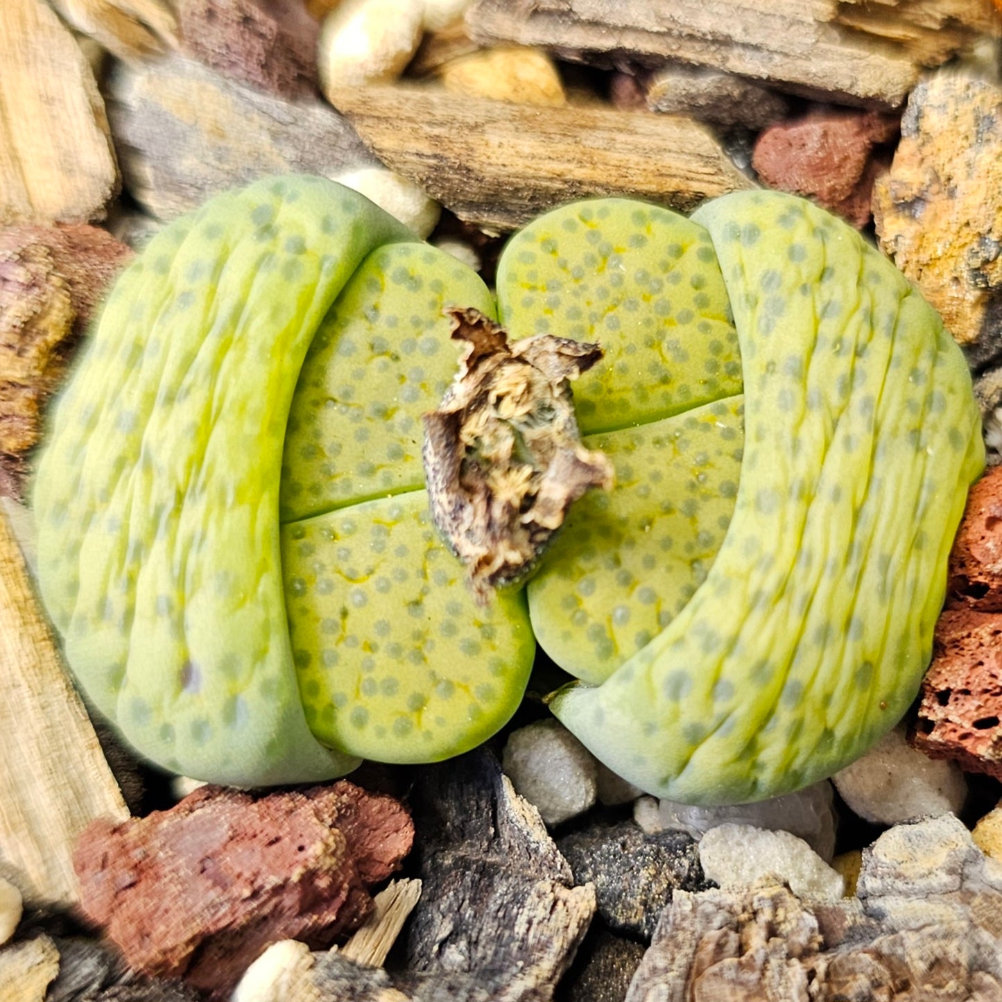 Assorted Lithops – 4 Living Stones