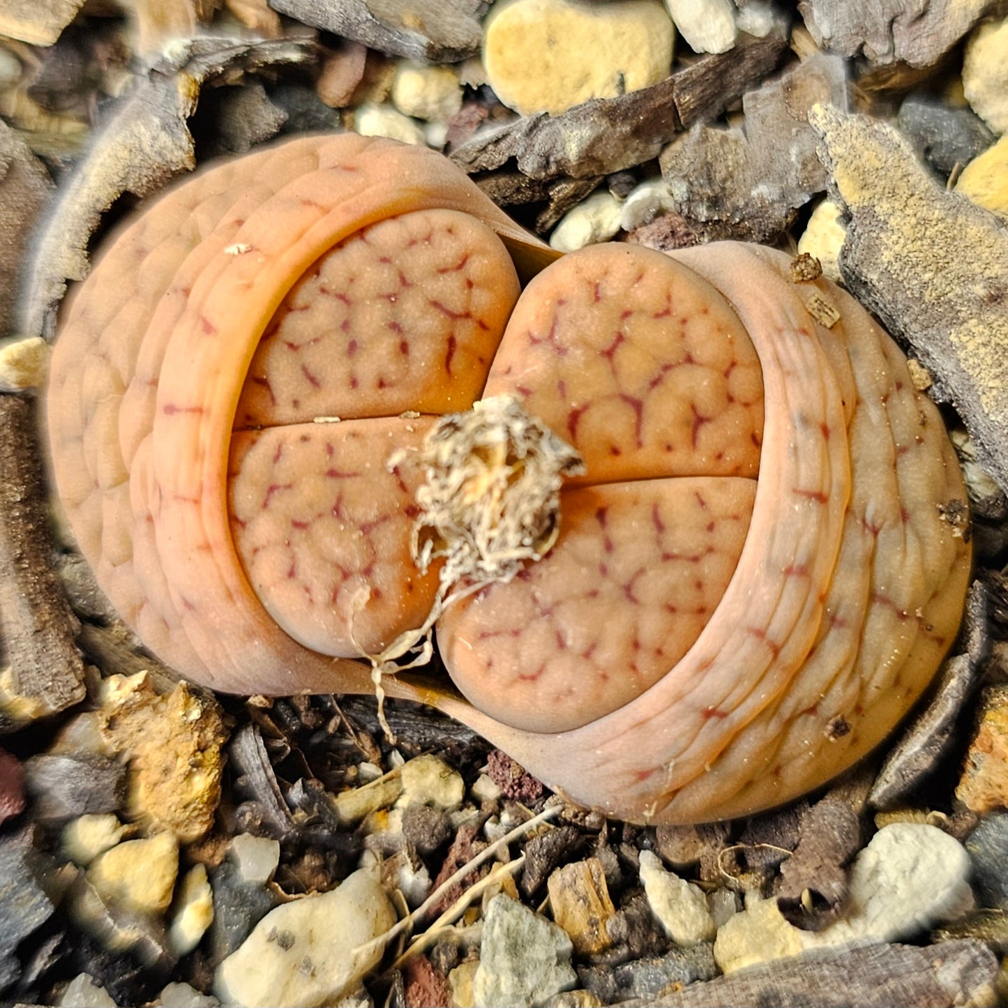 Assorted Lithops – 4 Living Stones