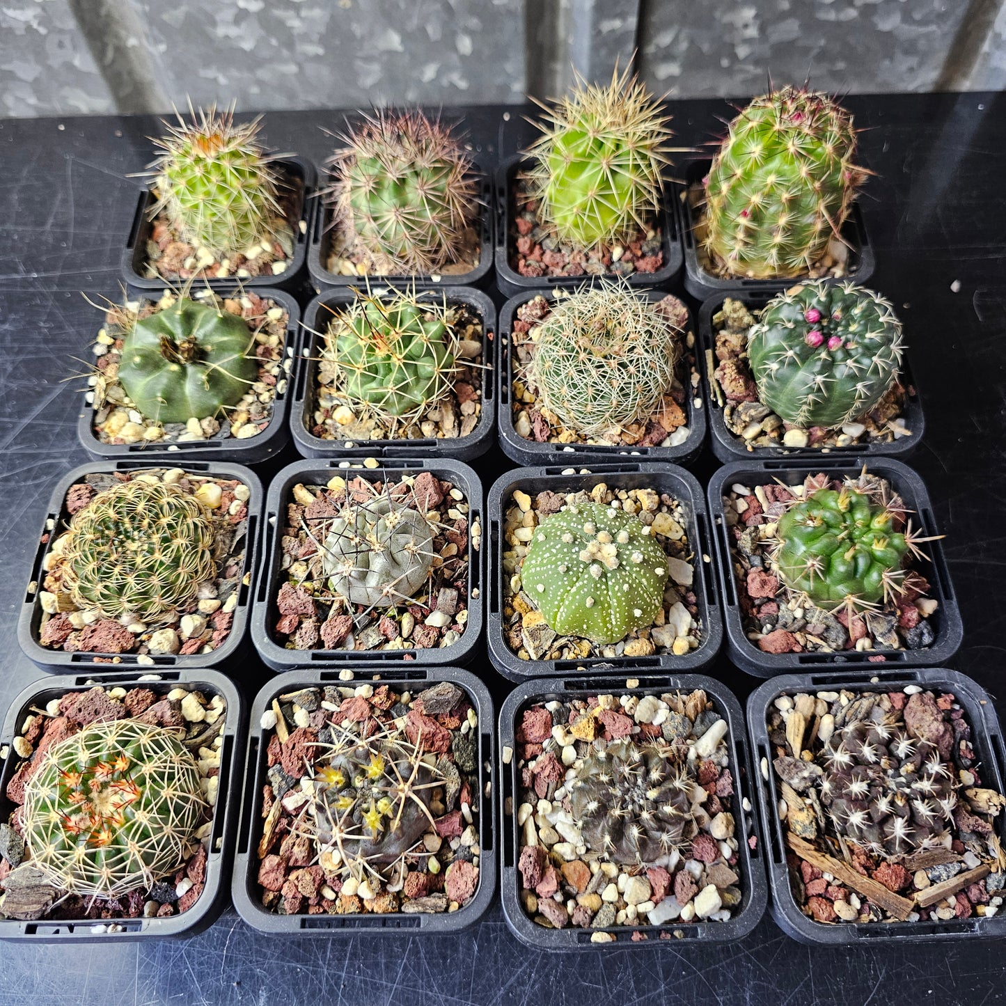 Cactus MEGA Bundle – 16 Plants - Instant Collection