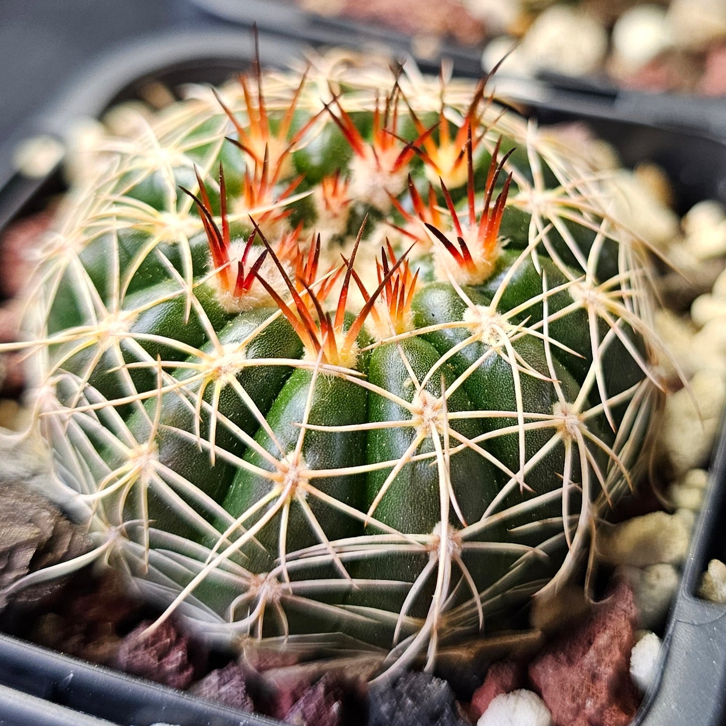 Cactus MEGA Bundle – 16 Plants - Instant Collection