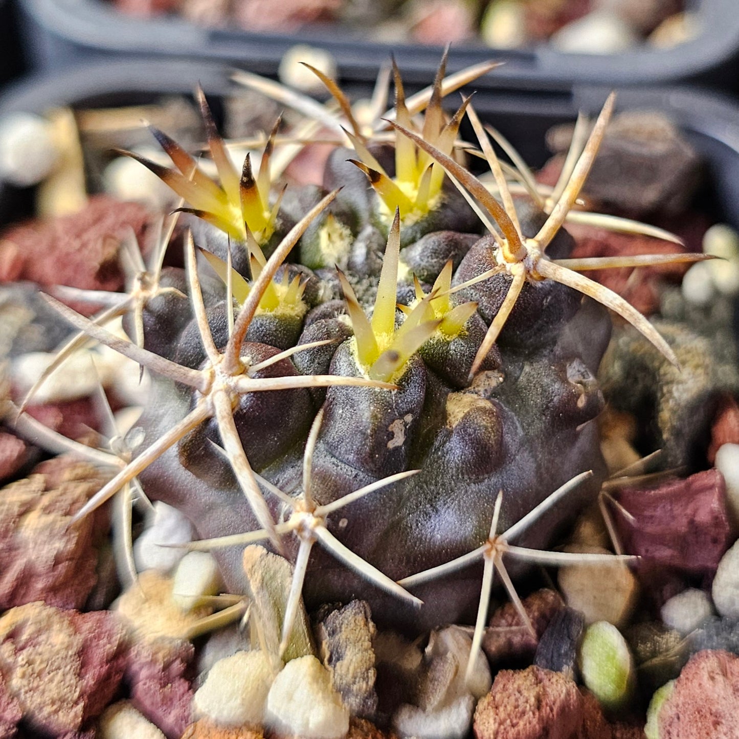 Cactus MEGA Bundle – 16 Plants - Instant Collection