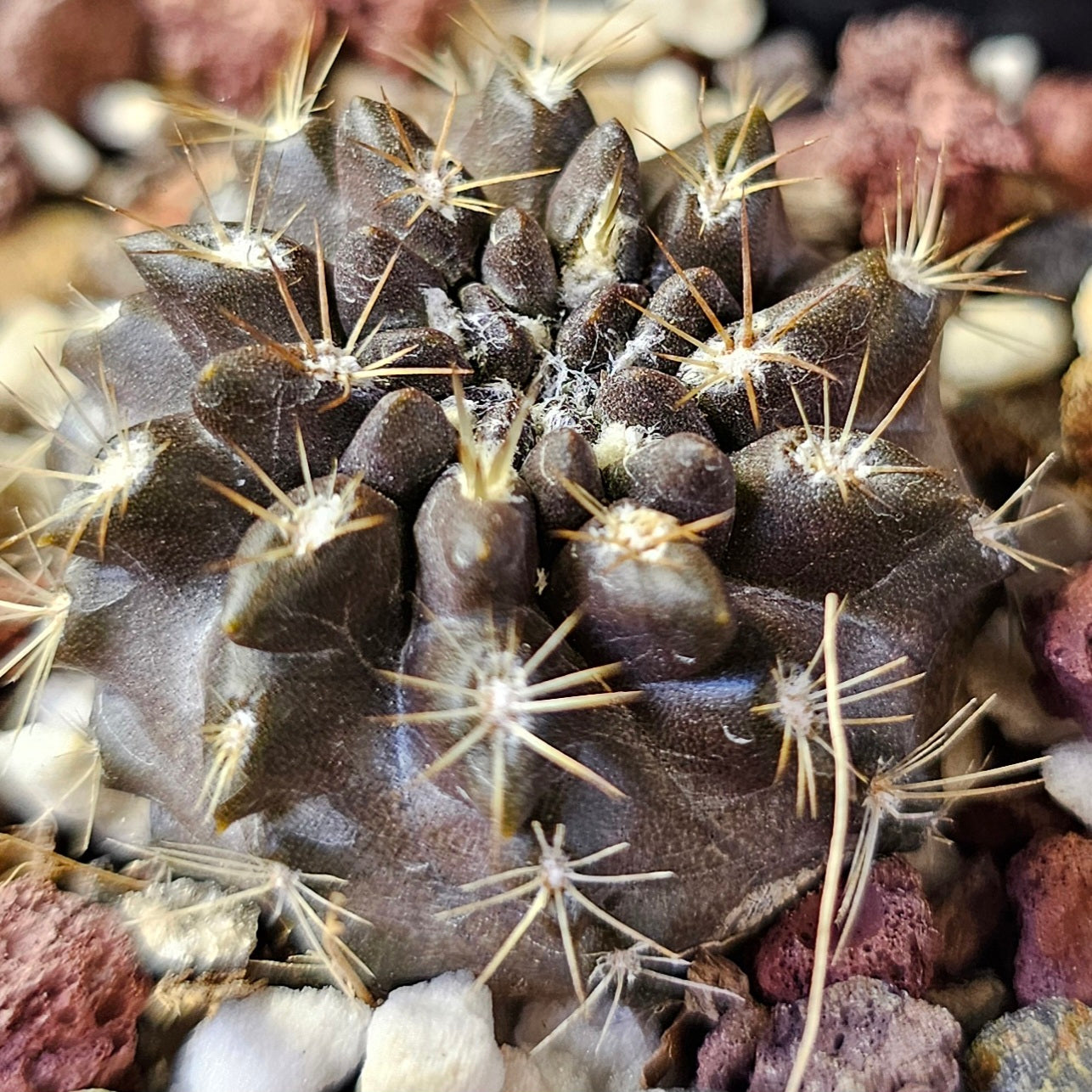 Cactus MEGA Bundle – 16 Plants - Instant Collection