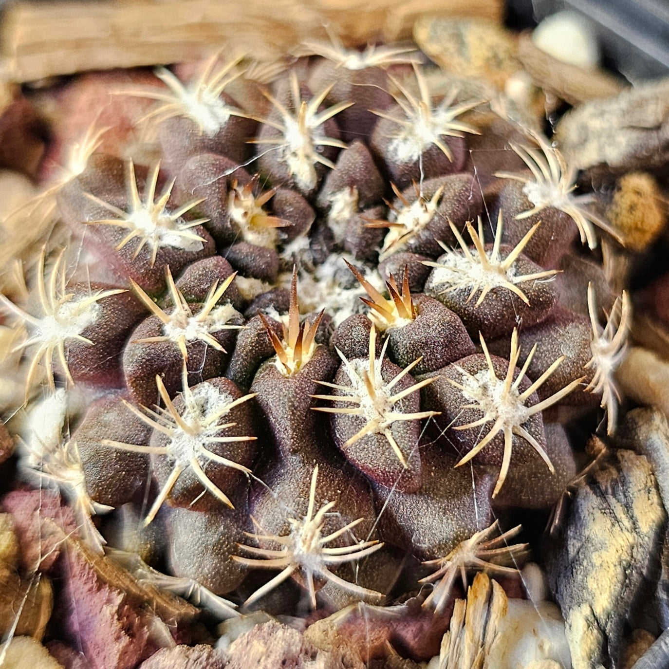 Cactus MEGA Bundle – 16 Plants - Instant Collection
