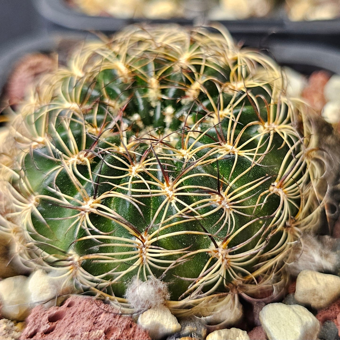 Cactus MEGA Bundle – 16 Plants - Instant Collection