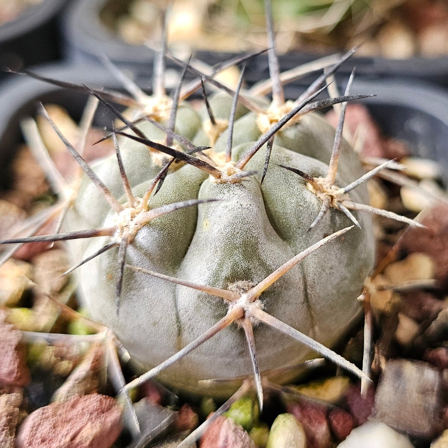 Cactus MEGA Bundle – 16 Plants - Instant Collection