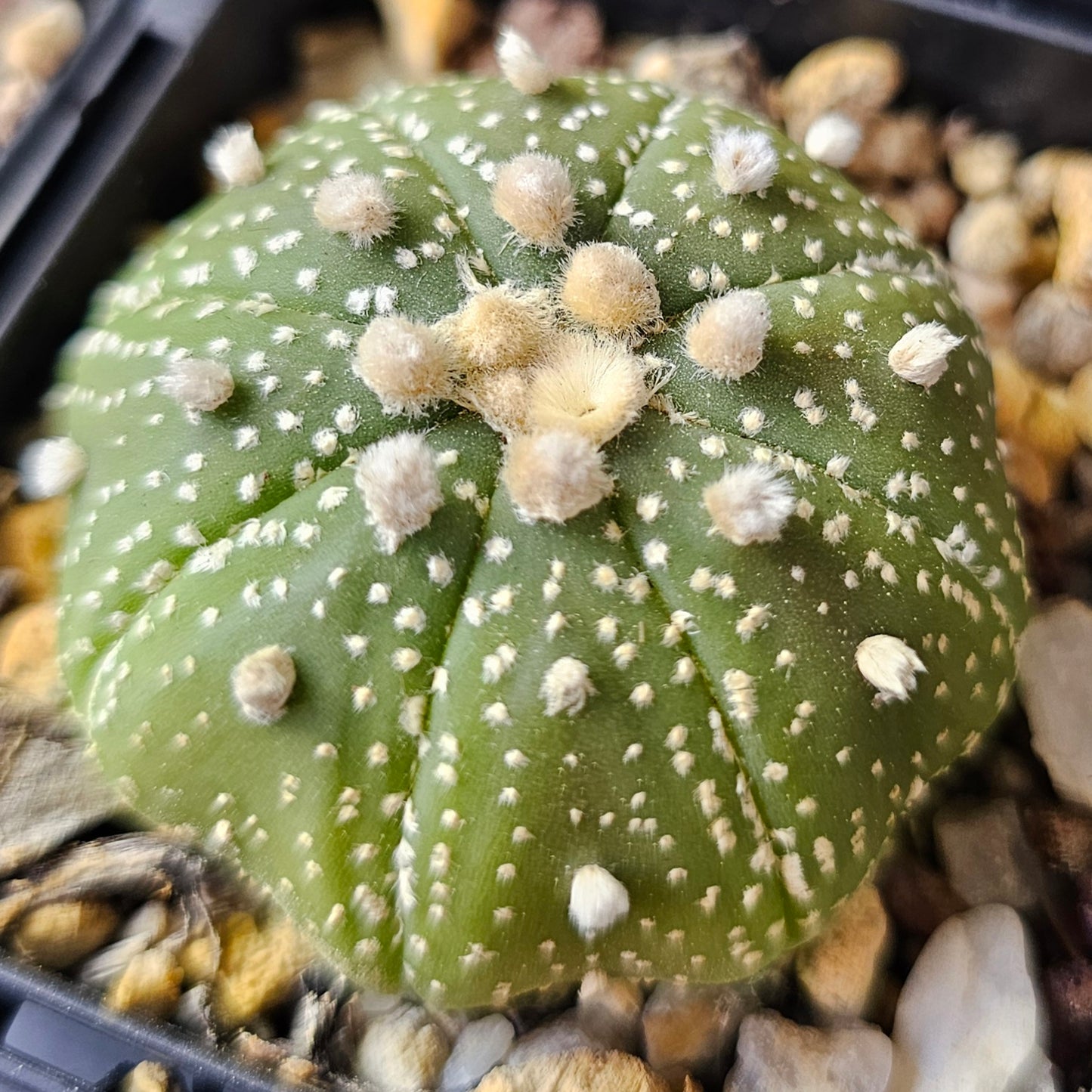 Cactus MEGA Bundle – 16 Plants - Instant Collection
