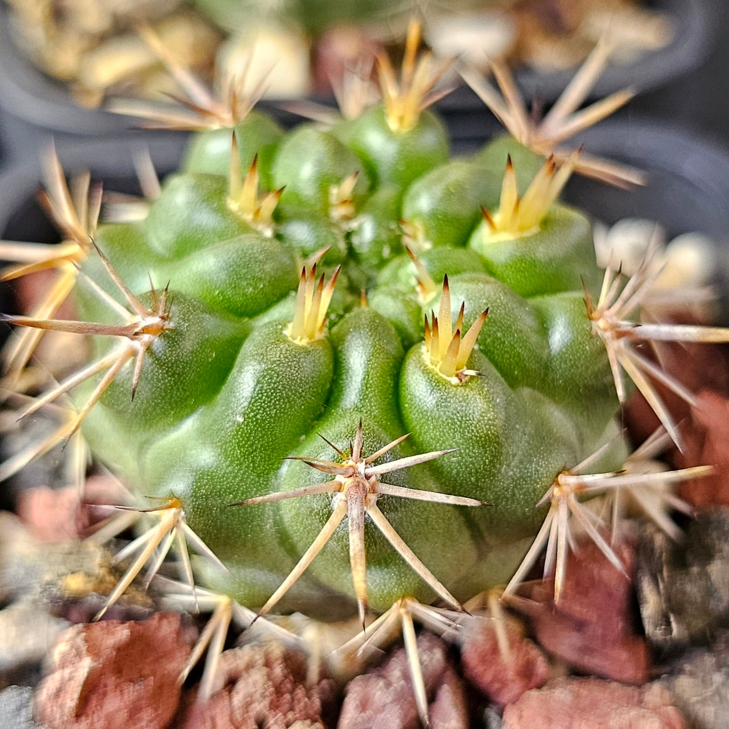 Cactus MEGA Bundle – 16 Plants - Instant Collection
