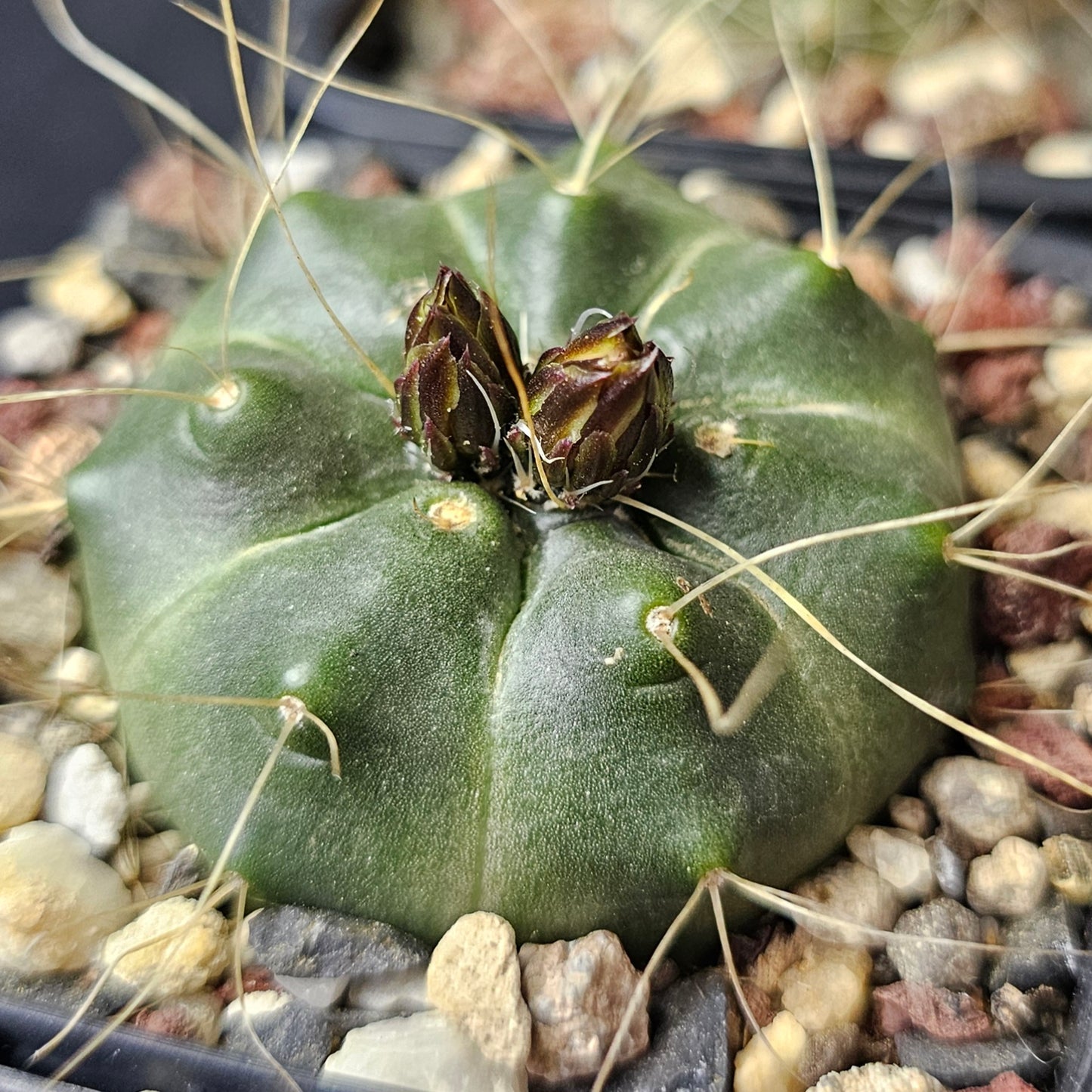 Cactus MEGA Bundle – 16 Plants - Instant Collection