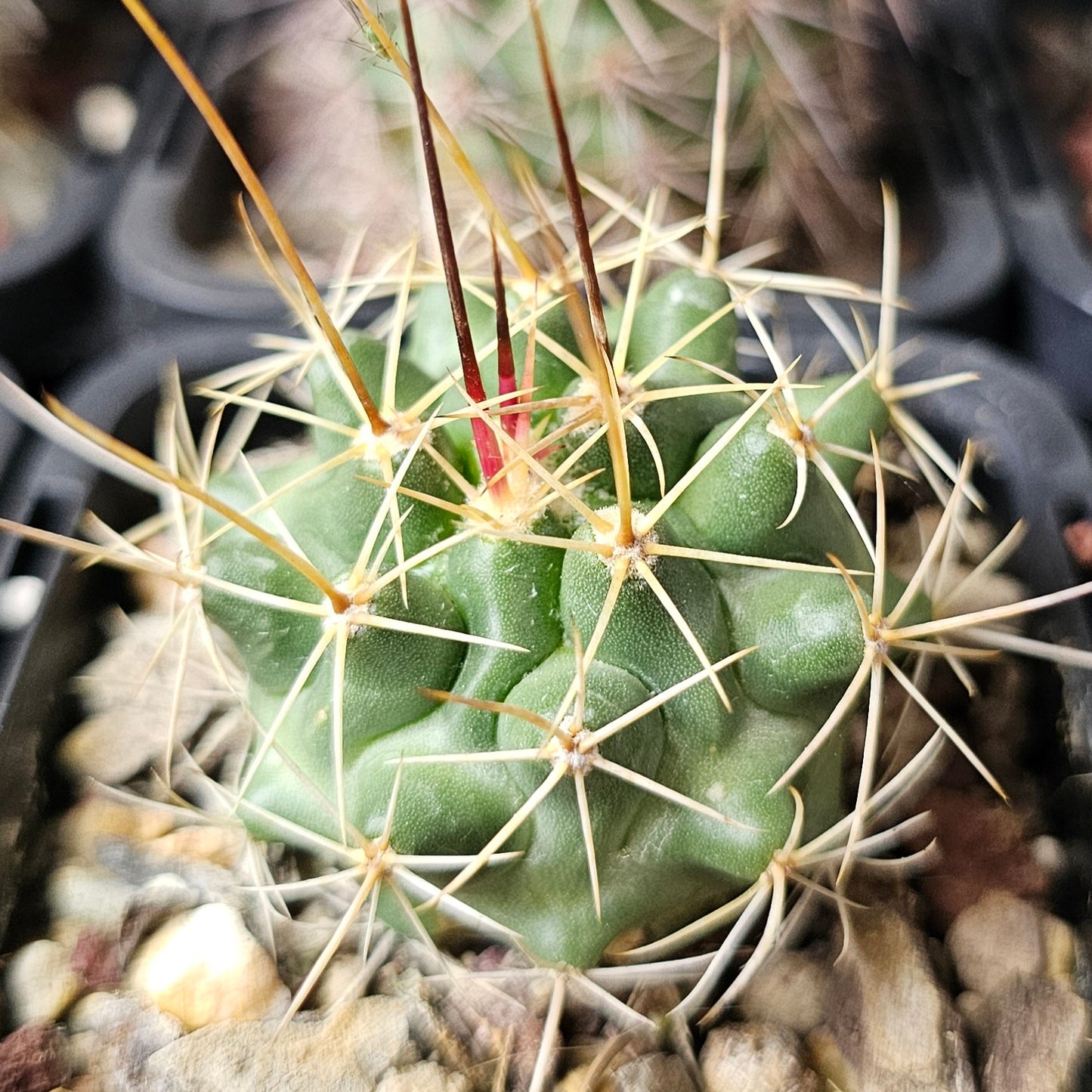 Cactus MEGA Bundle – 16 Plants - Instant Collection