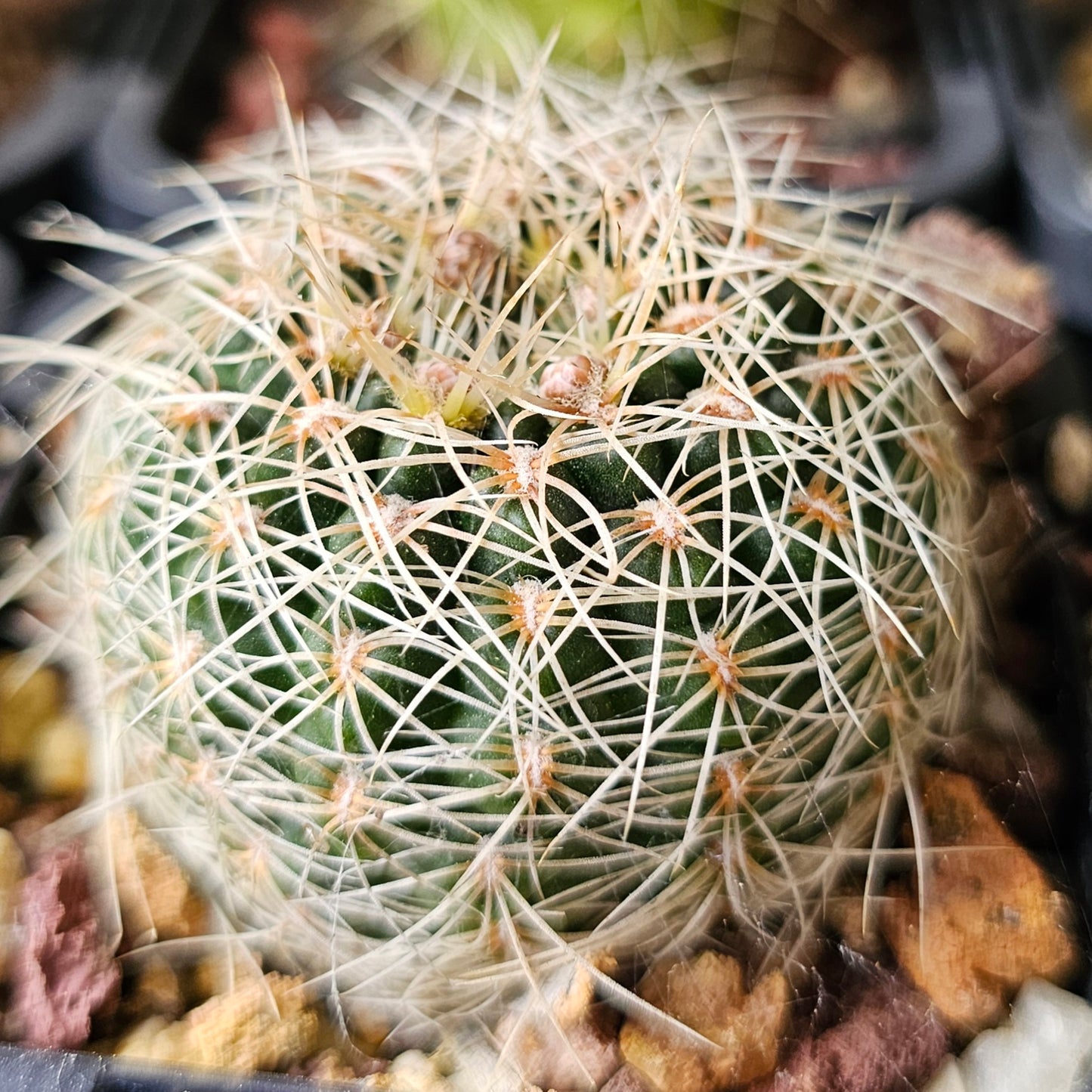 Cactus MEGA Bundle – 16 Plants - Instant Collection