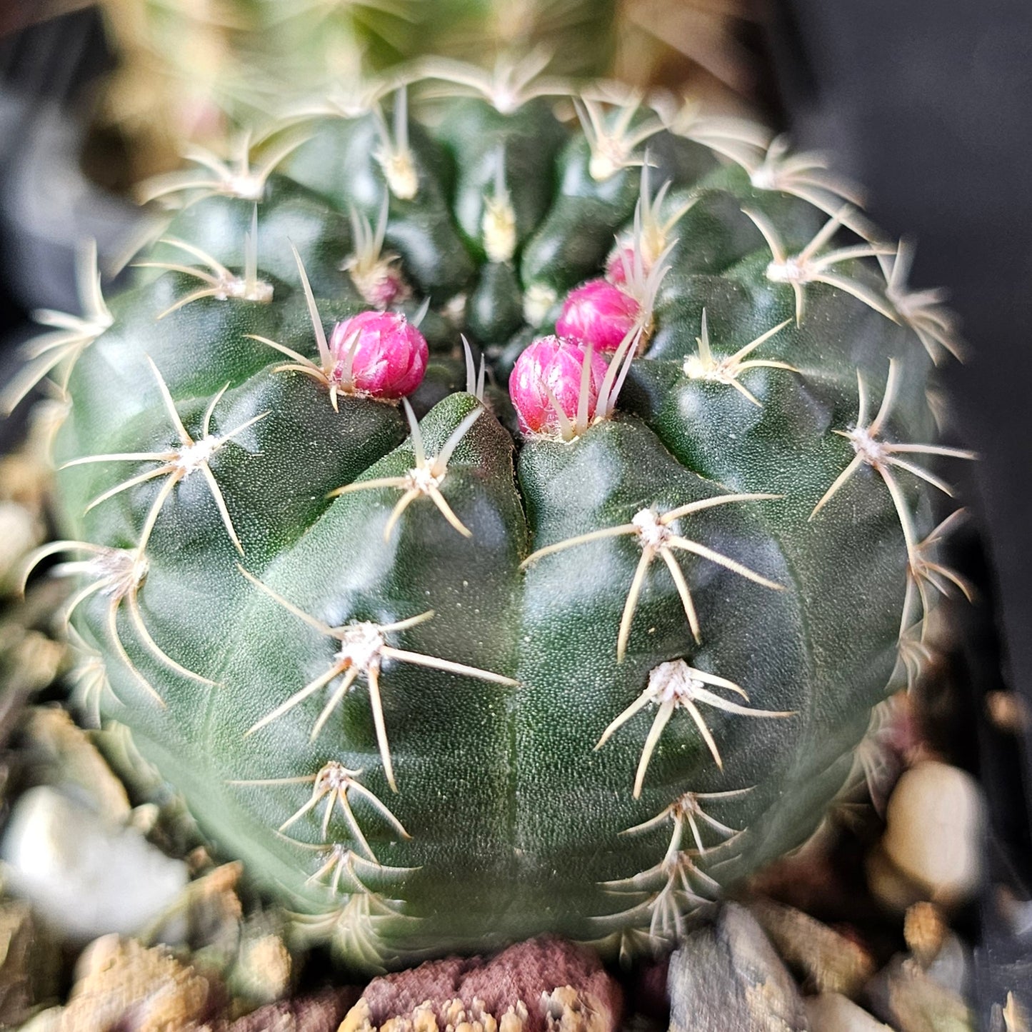 Cactus MEGA Bundle – 16 Plants - Instant Collection