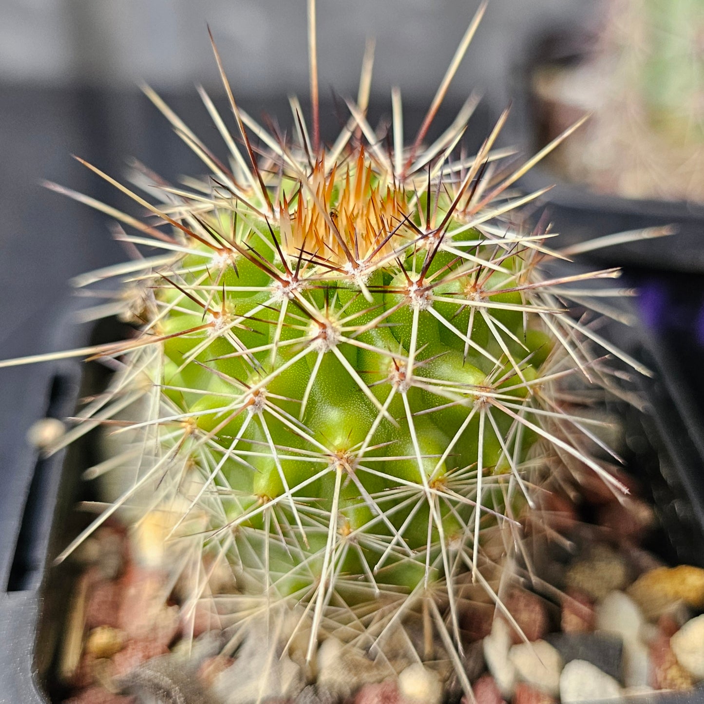 Cactus MEGA Bundle – 16 Plants - Instant Collection