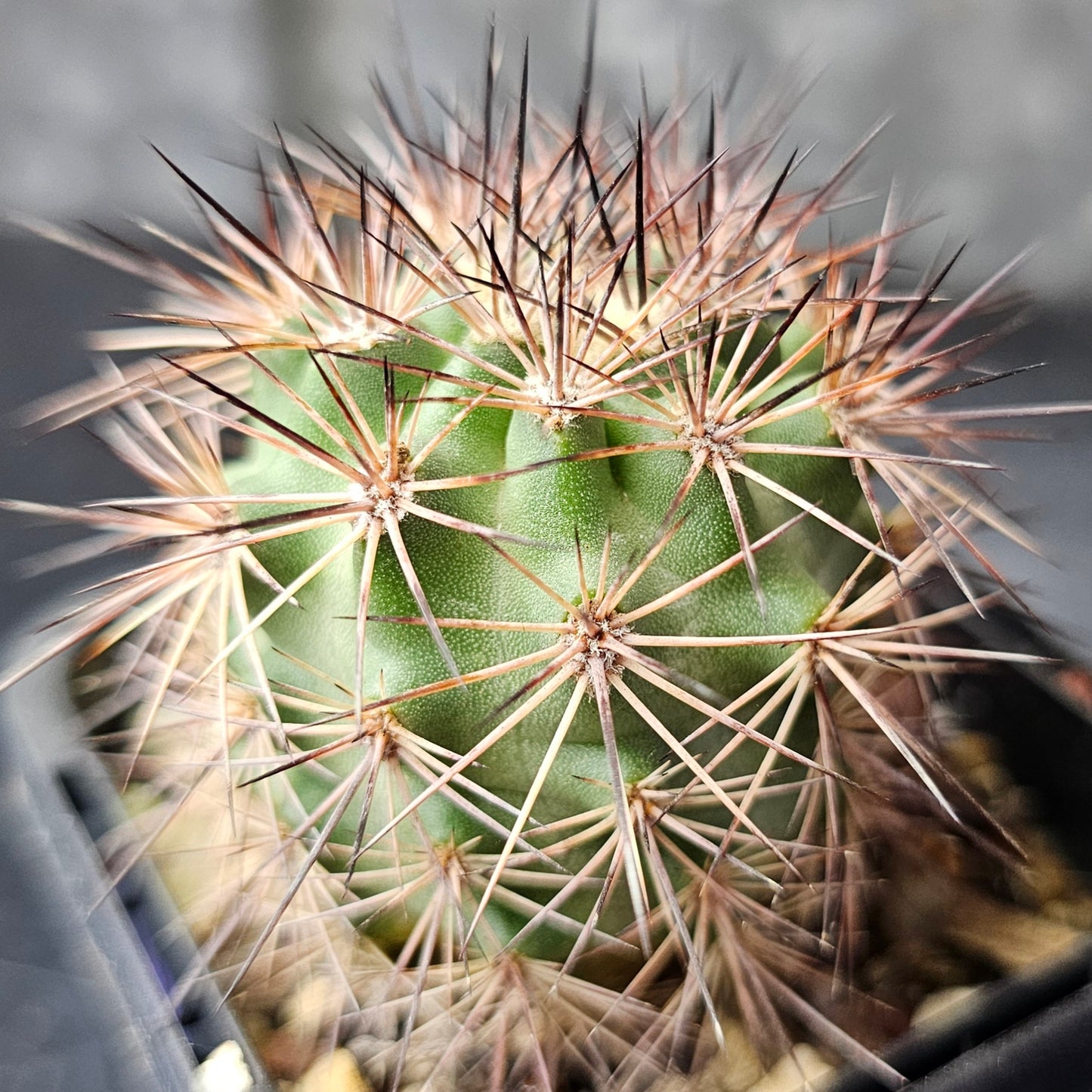 Cactus MEGA Bundle – 16 Plants - Instant Collection