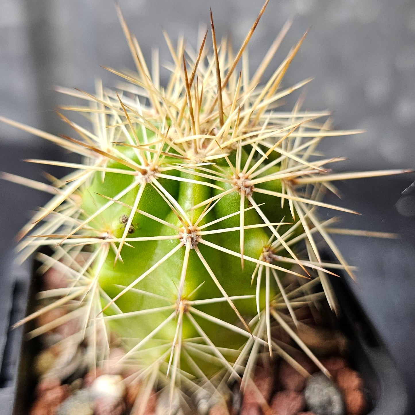 Cactus MEGA Bundle – 16 Plants - Instant Collection