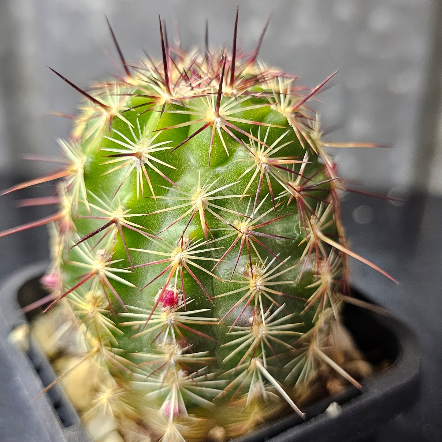 Cactus MEGA Bundle – 16 Plants - Instant Collection