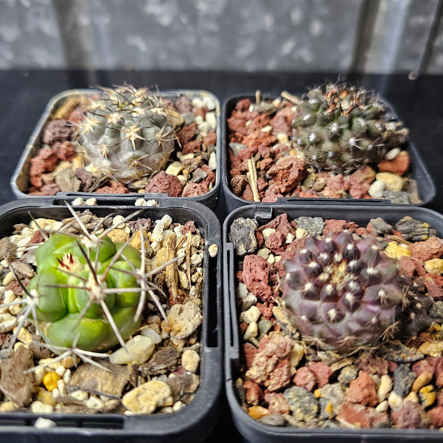 Cactus bundle – 4 plants (Form & Prestige Mix)