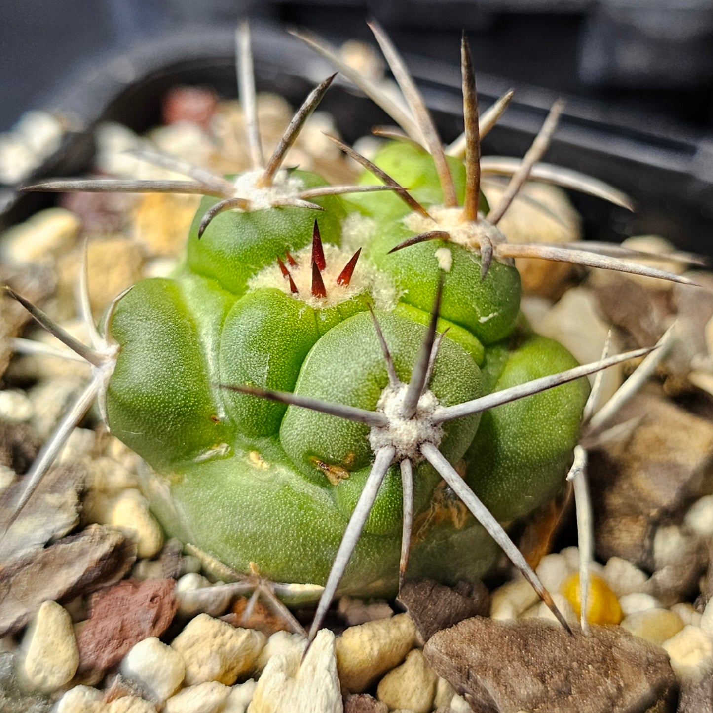 Cactus bundle – 4 plants (Form & Prestige Mix)