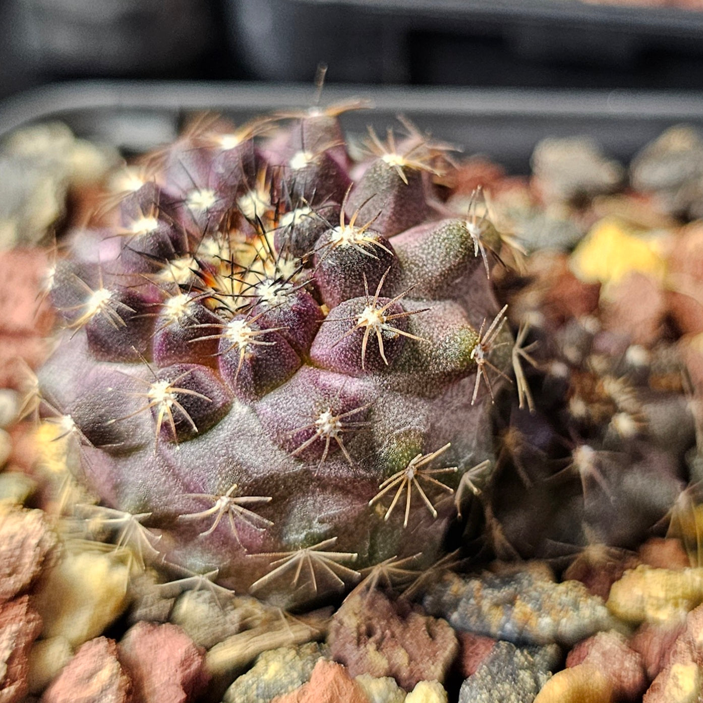 Cactus bundle – 4 plants (Form & Prestige Mix)